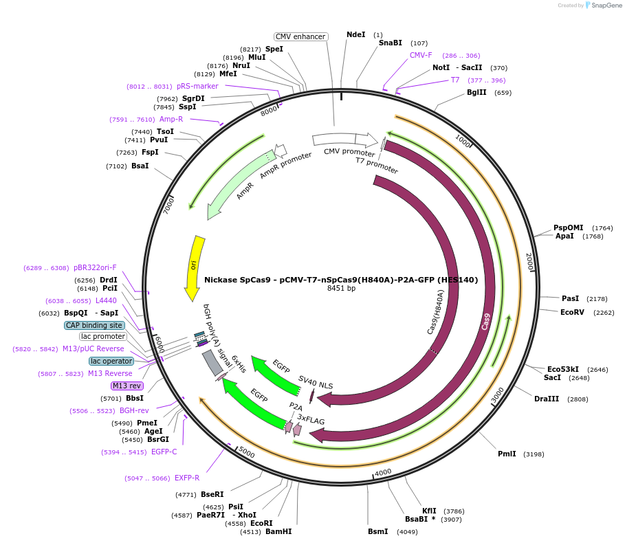 208976-plasmid-map-sequence-id-415837