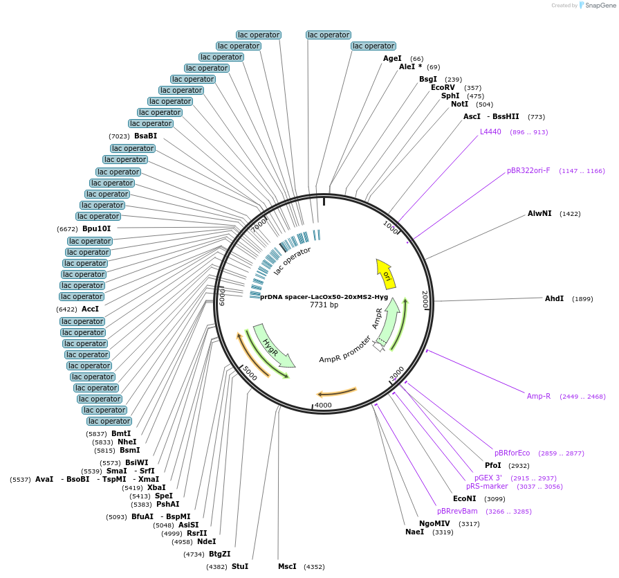 210219-plasmid-map-sequence-id-415840