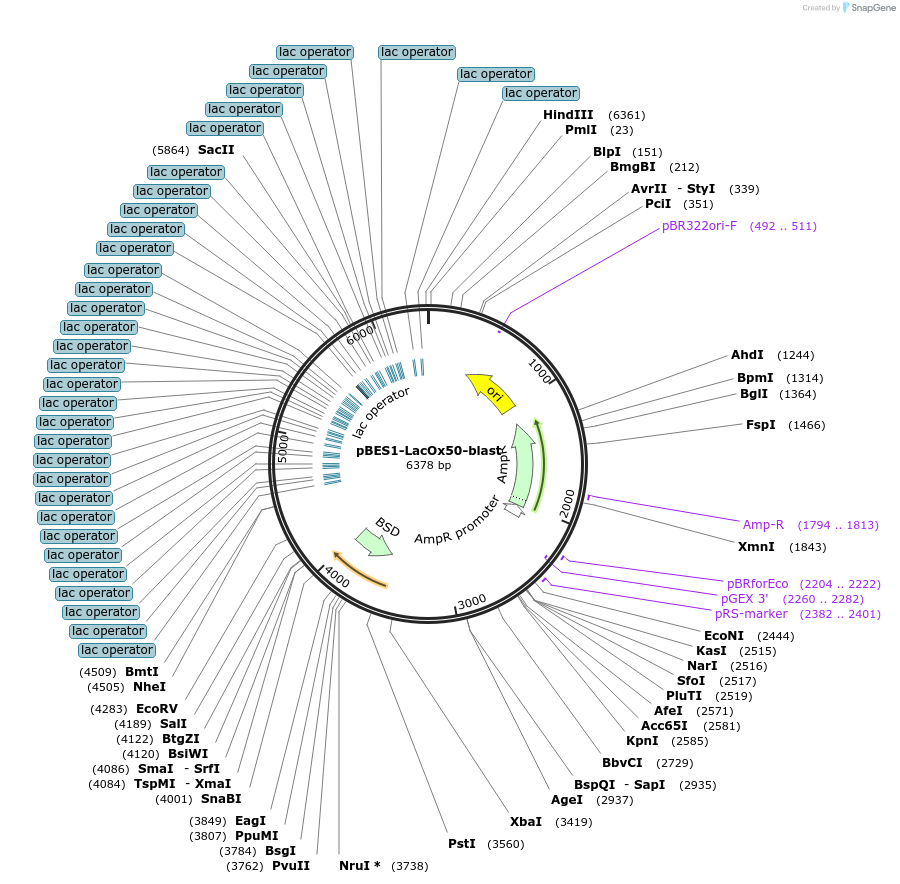 210221-plasmid-map-sequence-id-415843