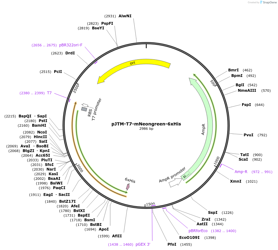 210868-plasmid-map-sequence-id-415844