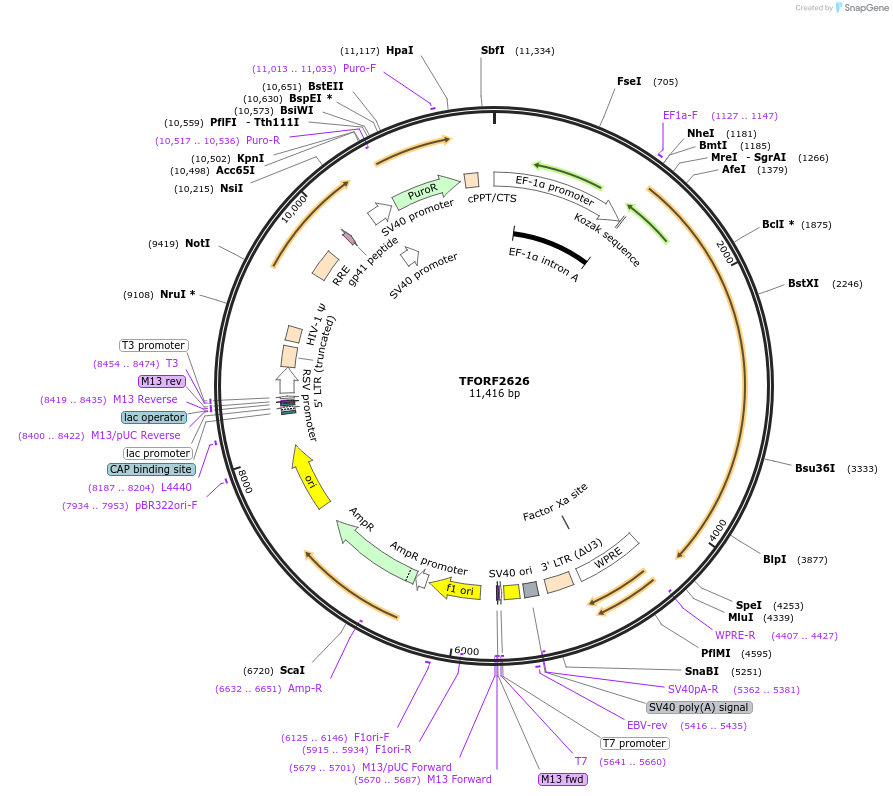 143595-plasmid-map-sequence-id-415854
