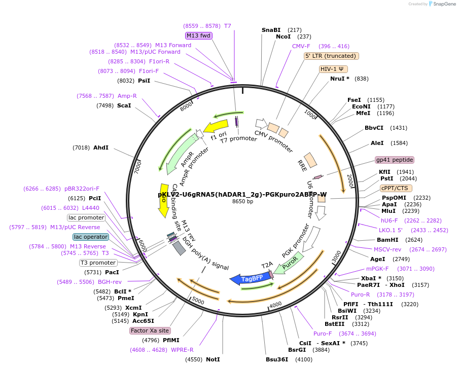 208434-plasmid-map-sequence-id-415888