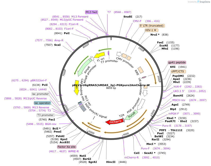208436-plasmid-map-sequence-id-415890