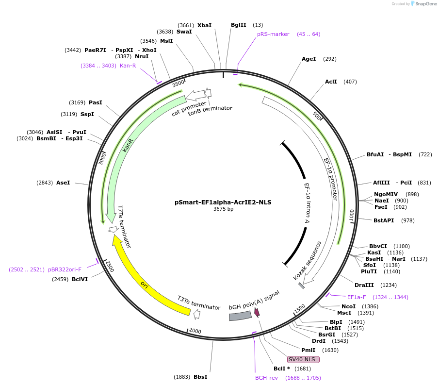 207396-plasmid-map-sequence-id-415895