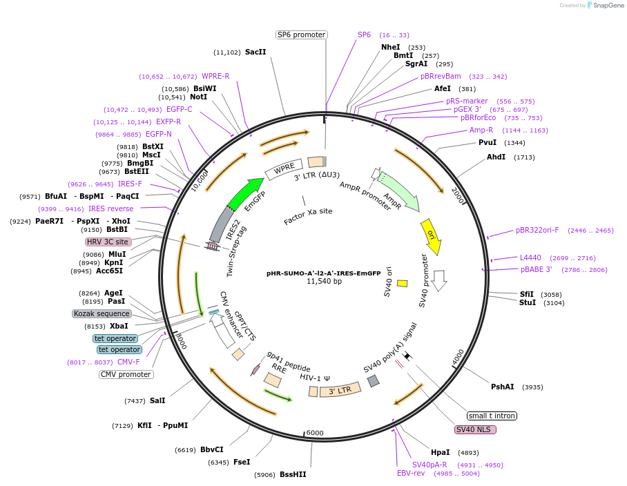 209125-plasmid-map-sequence-id-415902