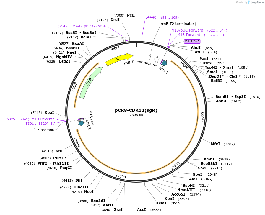 208346-plasmid-map-sequence-id-415904