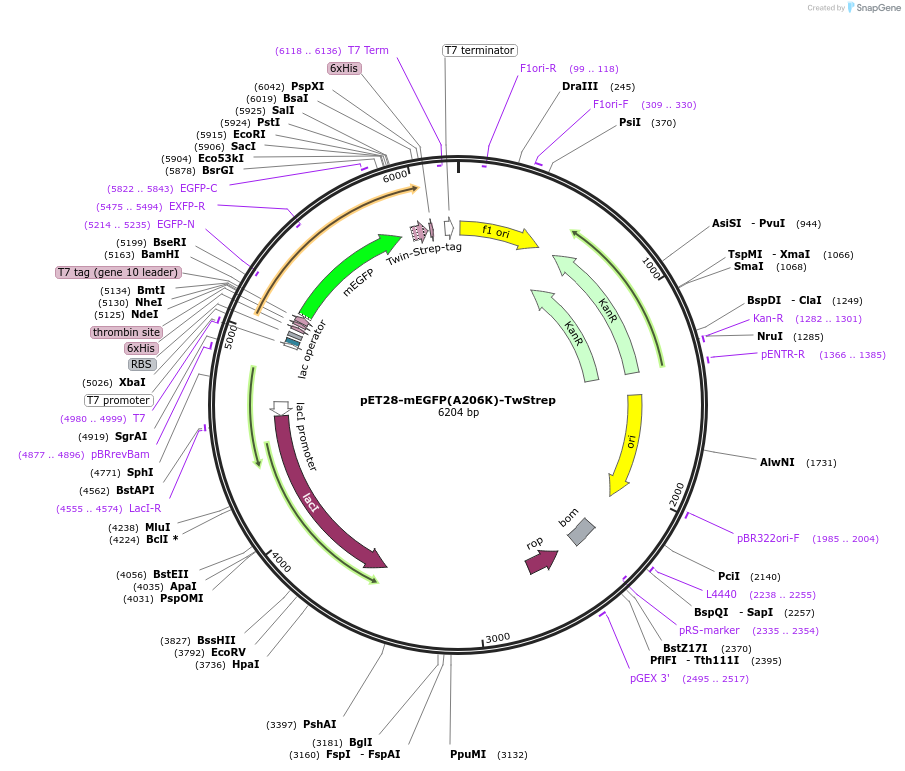208622-plasmid-map-sequence-id-415916