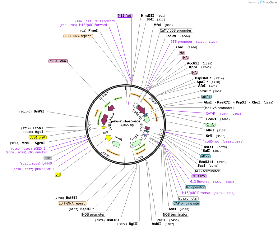209380-plasmid-map-sequence-id-415920