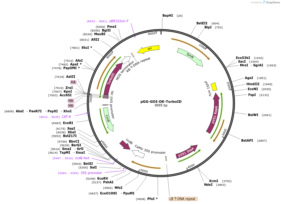 209388-plasmid-map-sequence-id-415922
