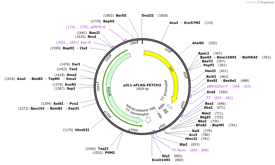 210647-plasmid-map-sequence-id-415934
