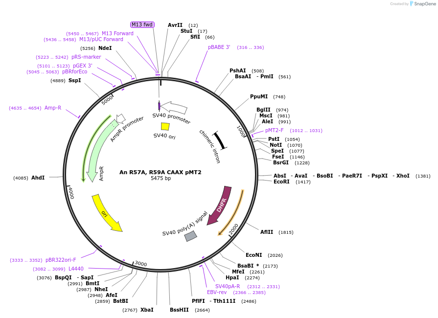206119-plasmid-map-sequence-id-415935