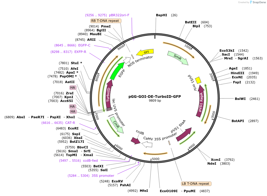 209389-plasmid-map-sequence-id-415938