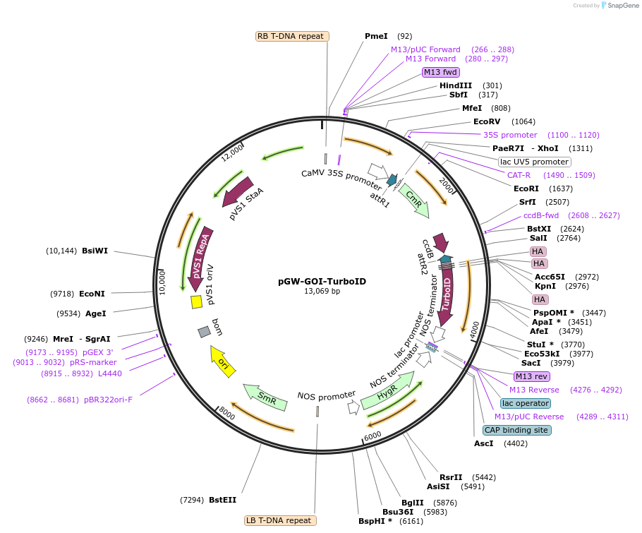 209378-plasmid-map-sequence-id-415939