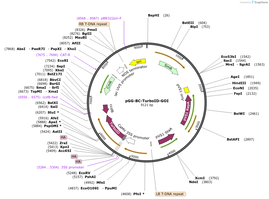 209390-plasmid-map-sequence-id-415941