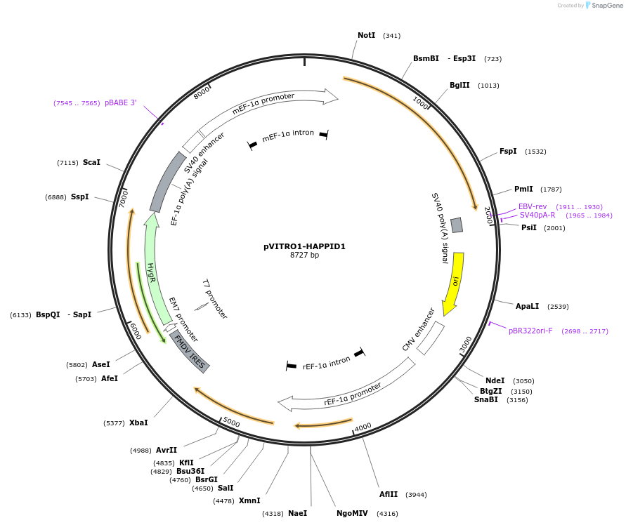 204626-plasmid-map-sequence-id-416168