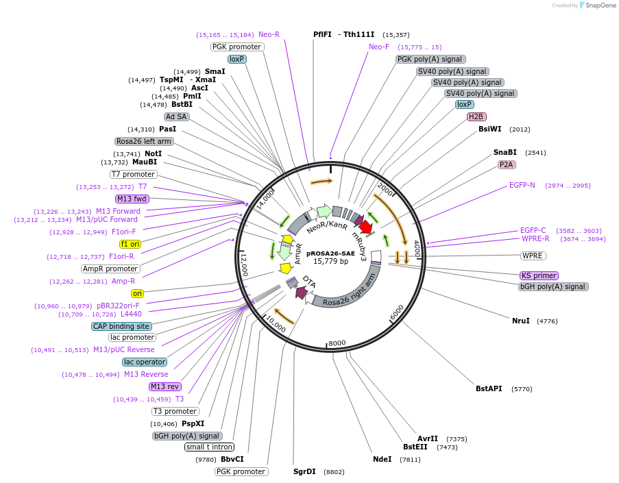 208338-plasmid-map-sequence-id-416169