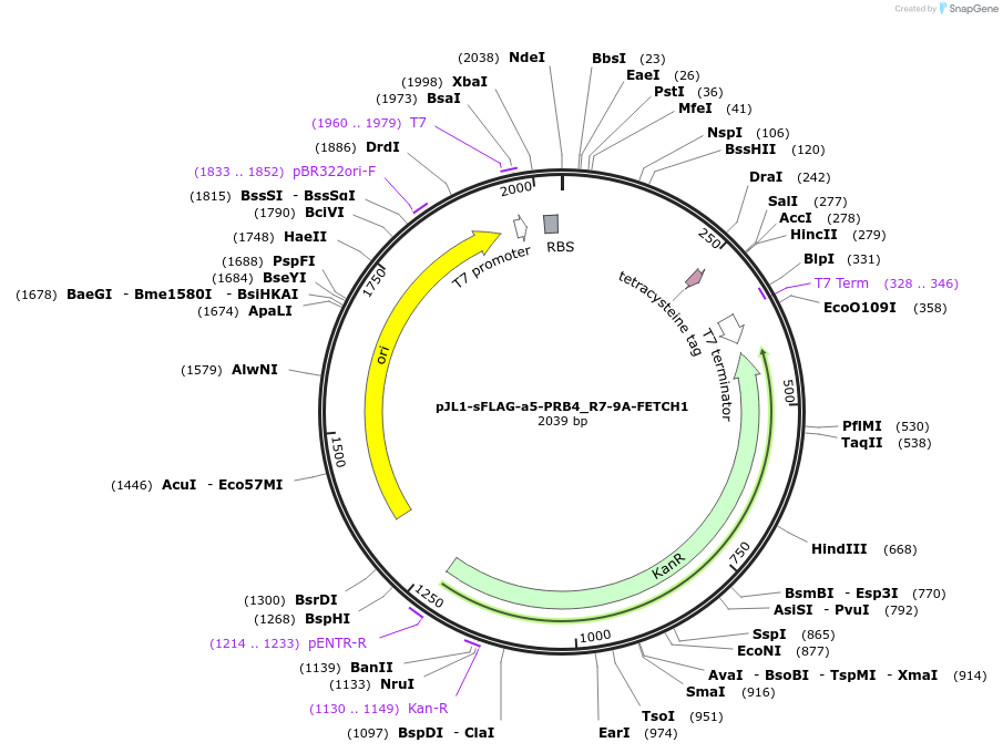 210653-plasmid-map-sequence-id-416177