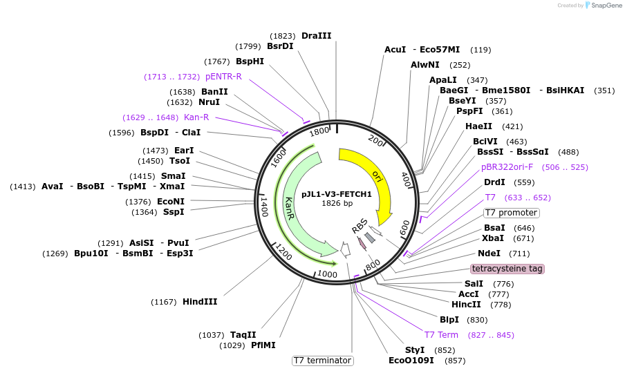 210650-plasmid-map-sequence-id-416179