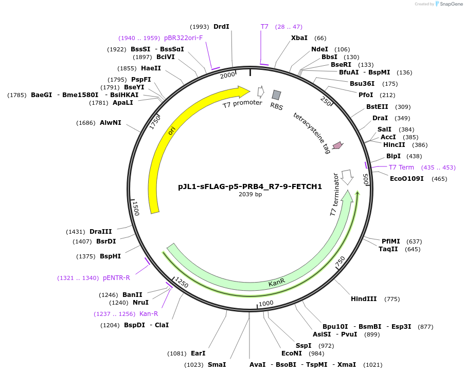 210651-plasmid-map-sequence-id-416180
