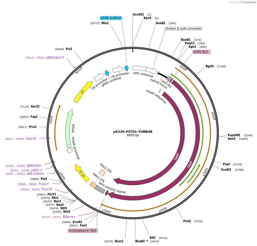 207785-plasmid-map-sequence-id-416183