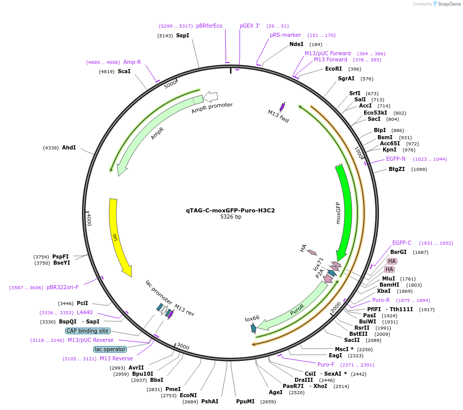 207783-plasmid-map-sequence-id-416185
