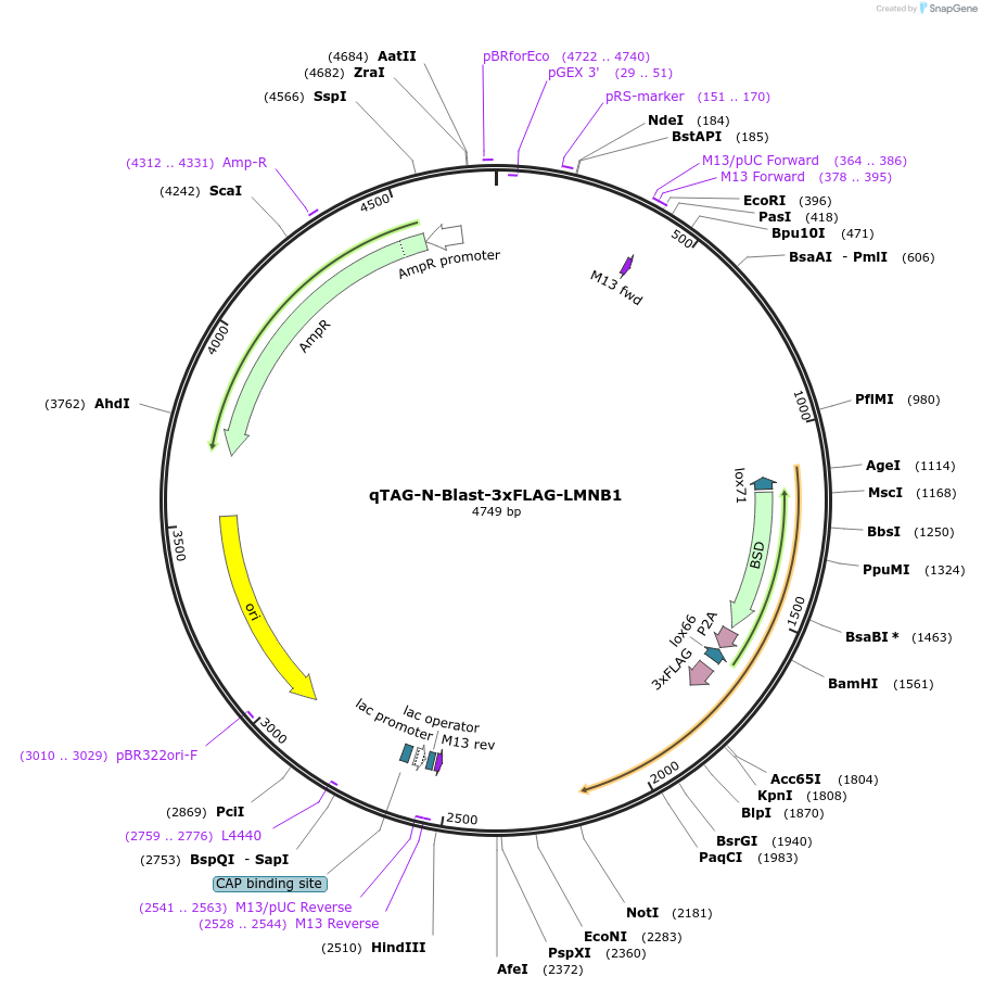207777-plasmid-map-sequence-id-416194