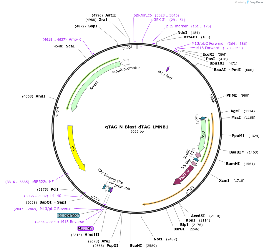 207776-plasmid-map-sequence-id-416195