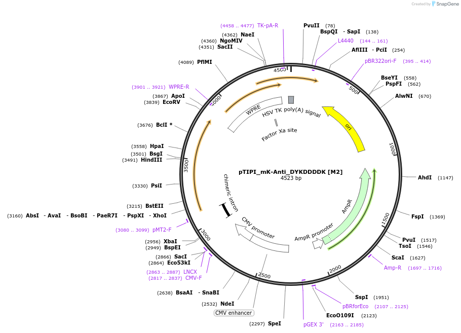 210655-plasmid-map-sequence-id-416220