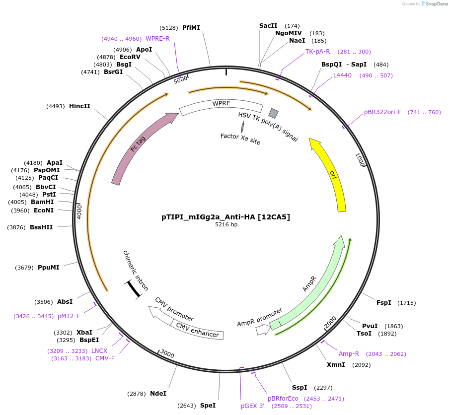 210656-plasmid-map-sequence-id-416221