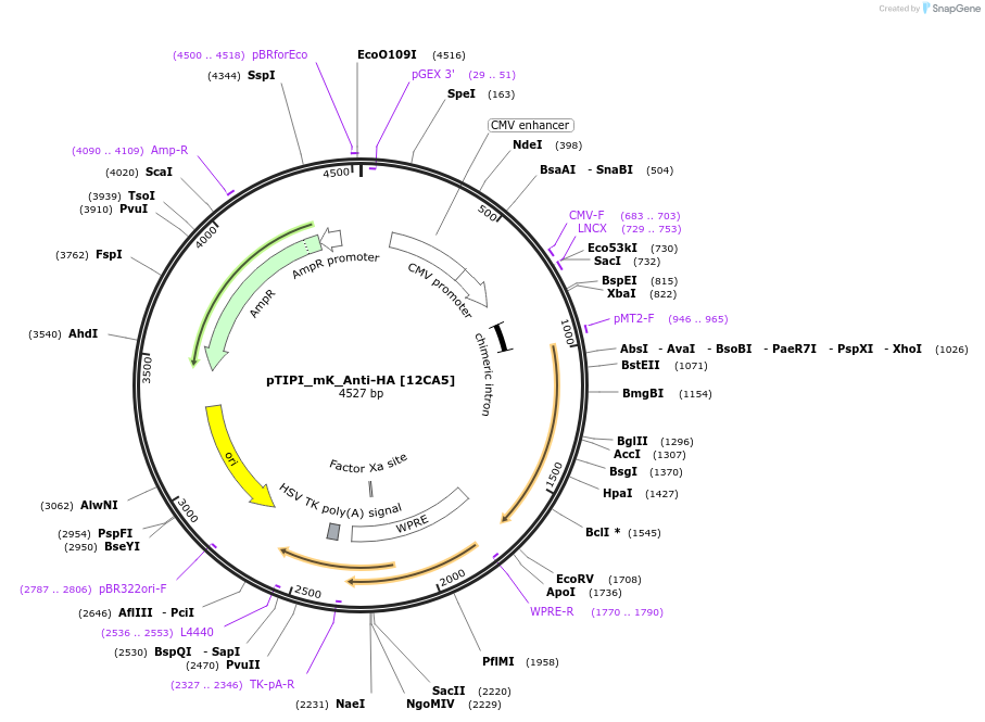 210657-plasmid-map-sequence-id-416222