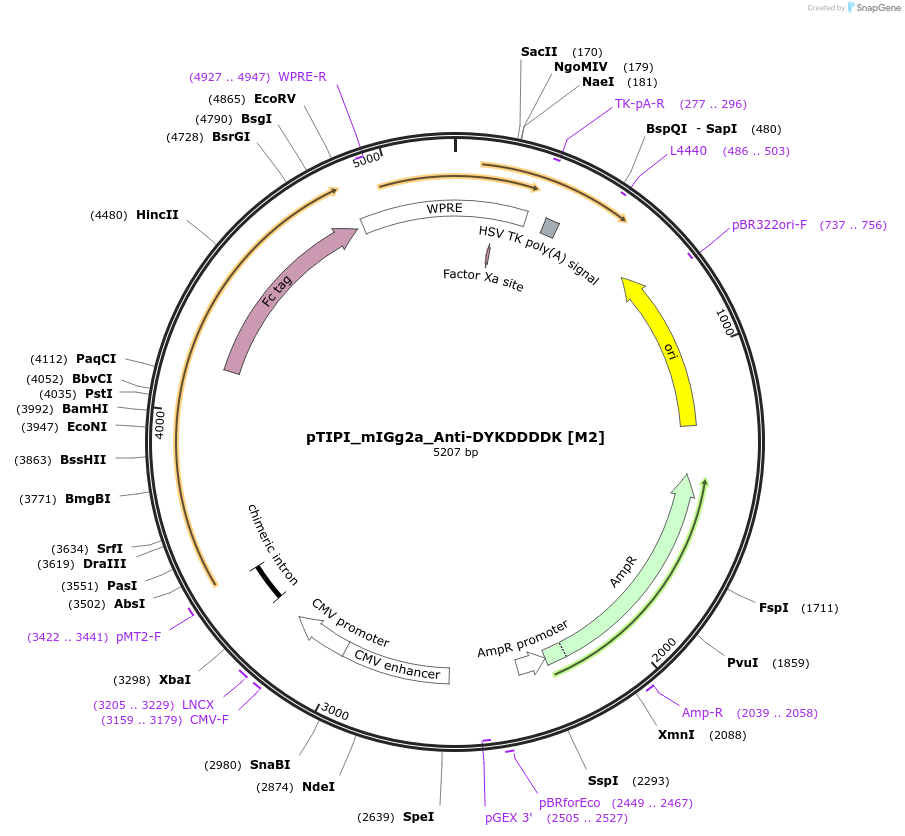 210654-plasmid-map-sequence-id-416227
