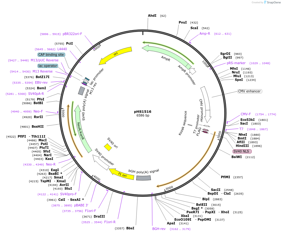 205979-plasmid-map-sequence-id-416228