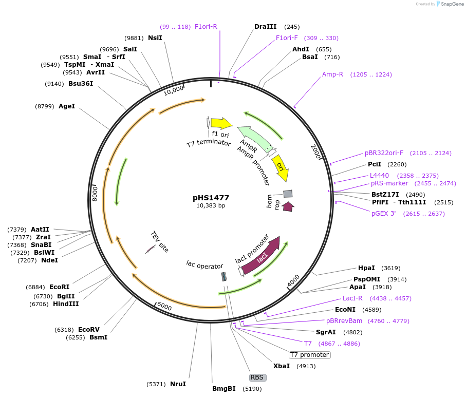 205970-plasmid-map-sequence-id-416229