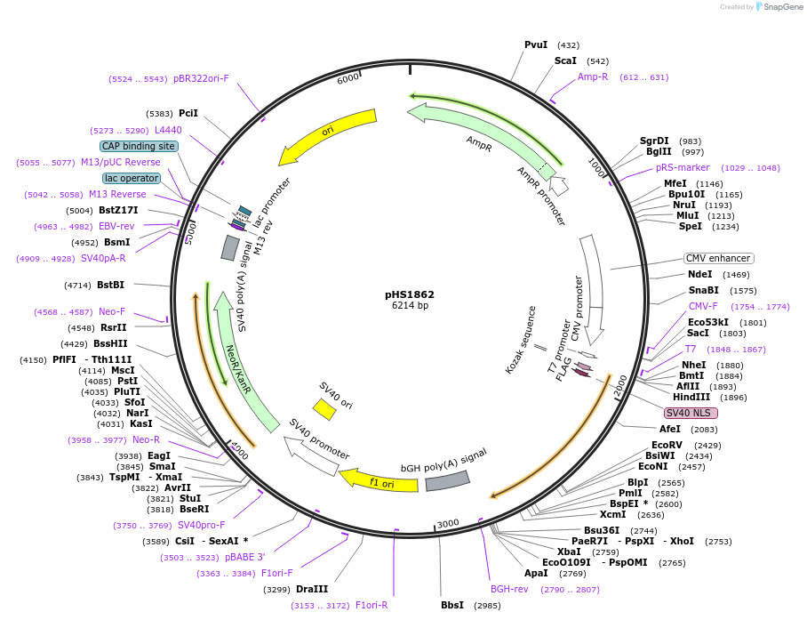 205975-plasmid-map-sequence-id-416239