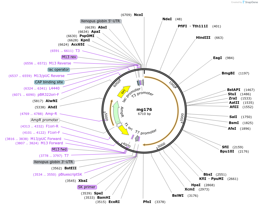 34656-plasmid-map-sequence-id-41624