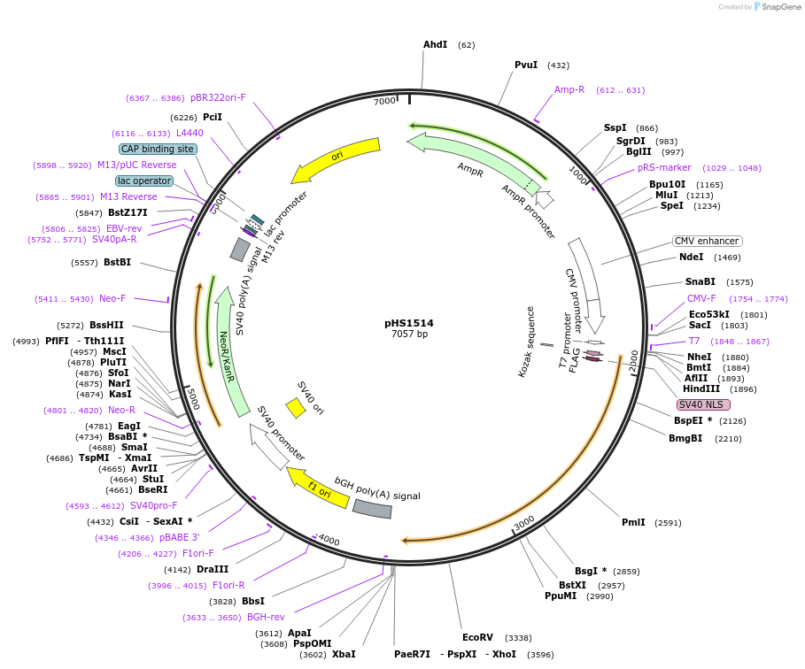 205977-plasmid-map-sequence-id-416243