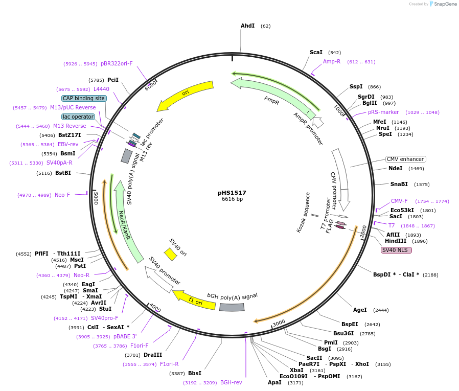 205980-plasmid-map-sequence-id-416244