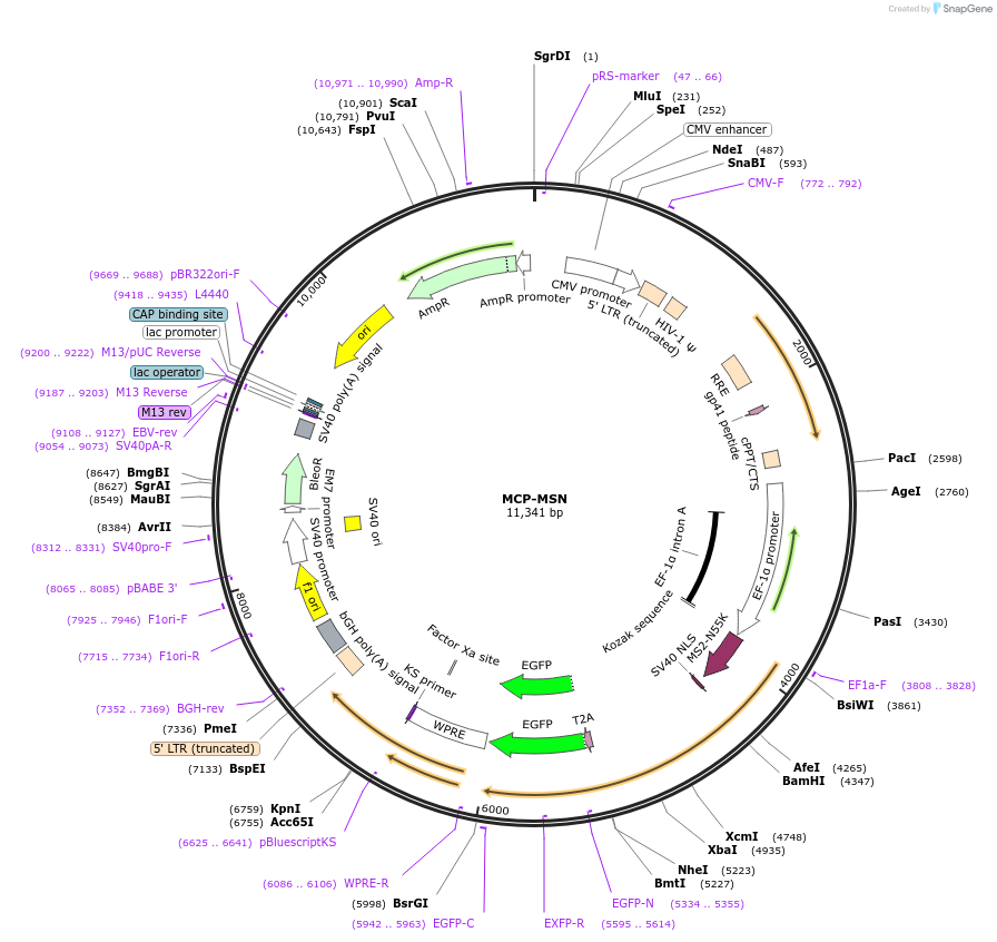 210704-plasmid-map-sequence-id-416247
