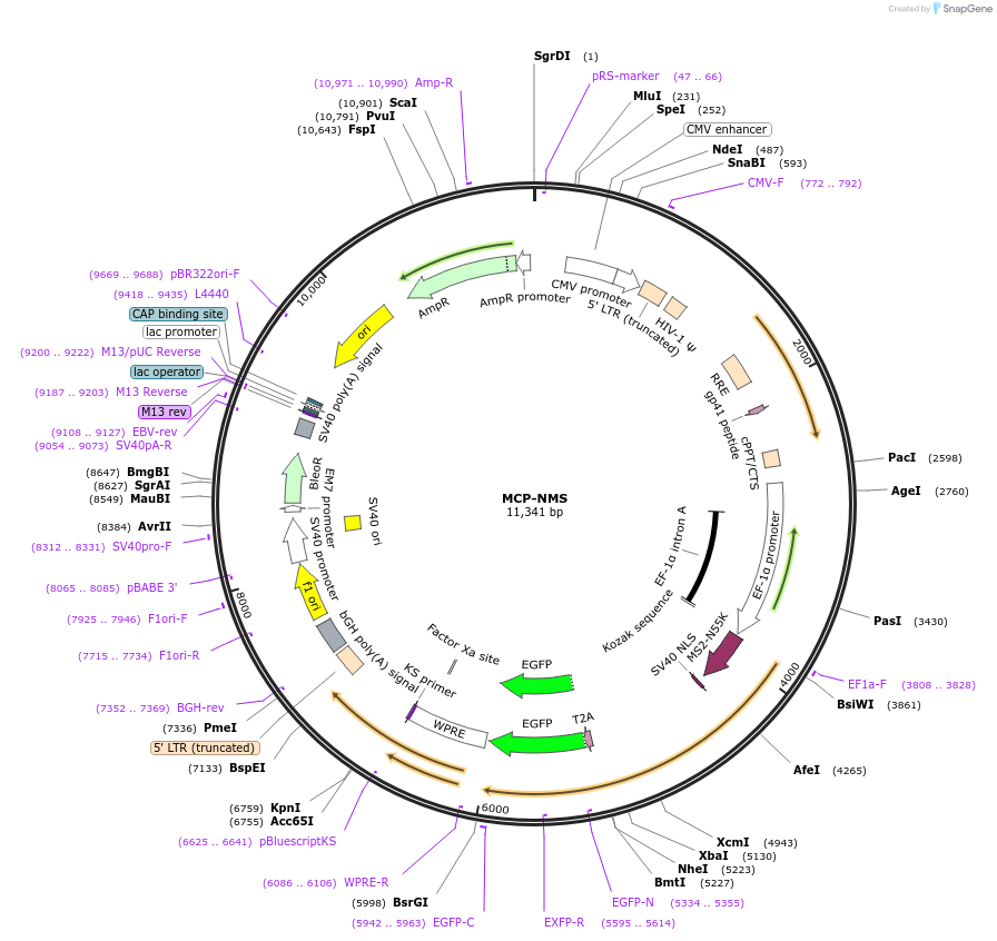 210705-plasmid-map-sequence-id-416249