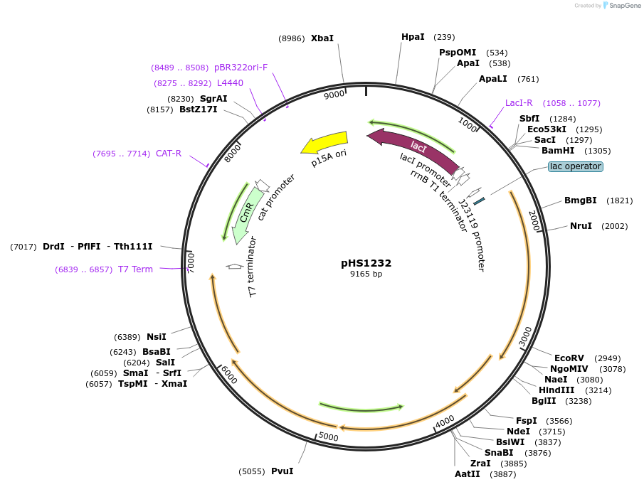 205969-plasmid-map-sequence-id-416250