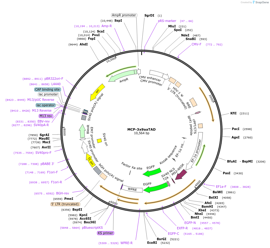 210707-plasmid-map-sequence-id-416252