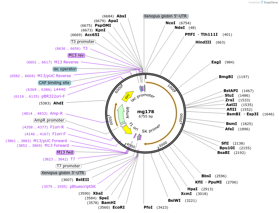 34658-plasmid-map-sequence-id-41626