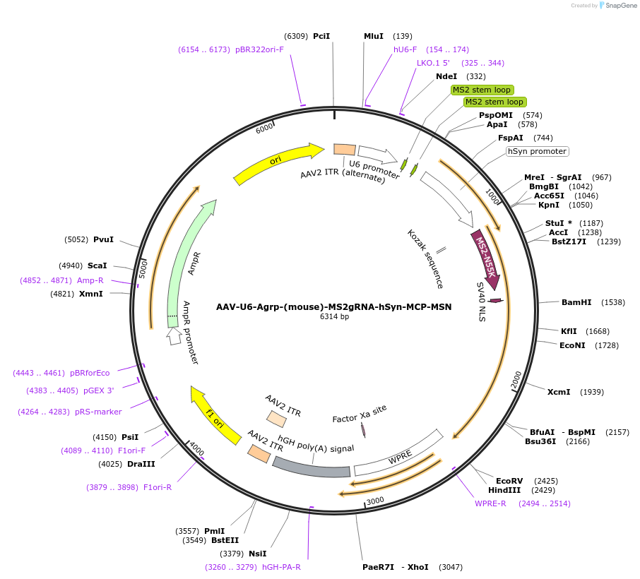 210709-plasmid-map-sequence-id-416261
