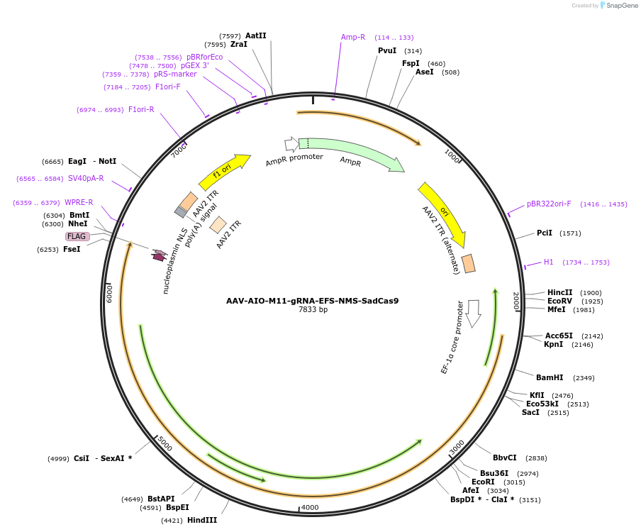 210710-plasmid-map-sequence-id-416264