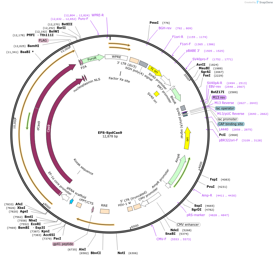 210703-plasmid-map-sequence-id-416265