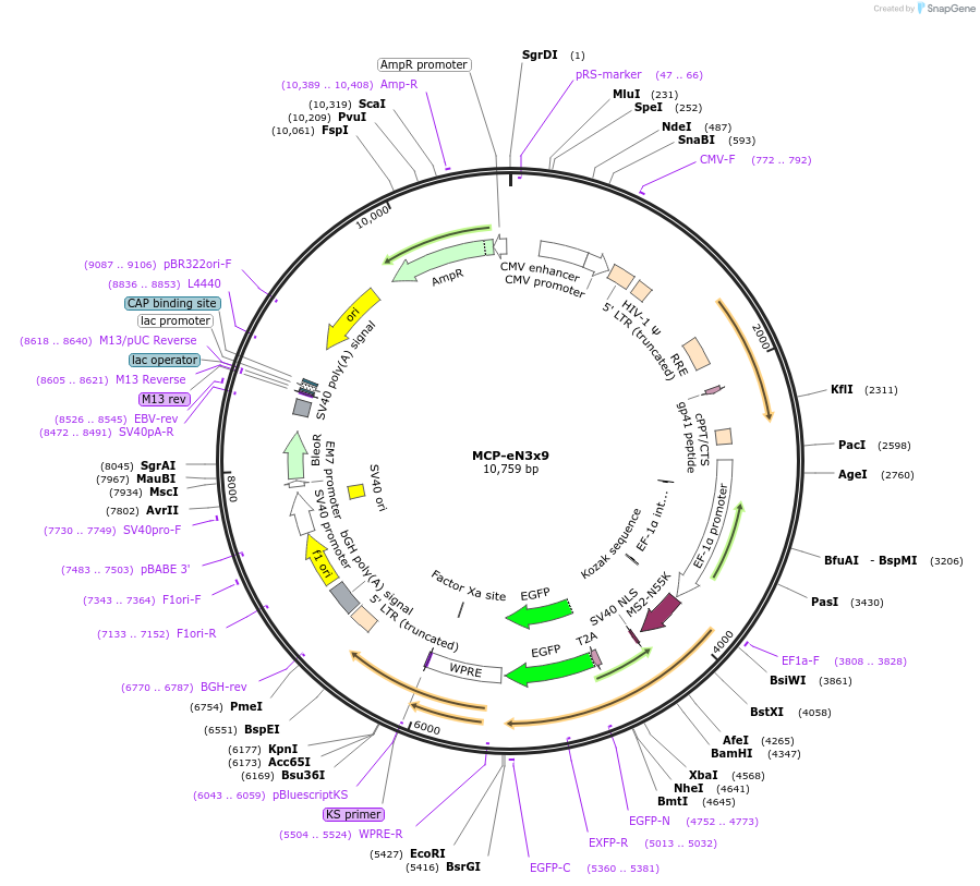 210706-plasmid-map-sequence-id-416266