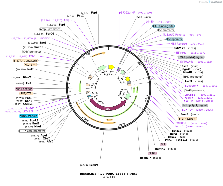 210489-plasmid-map-sequence-id-416282