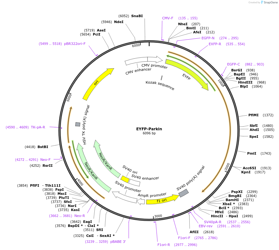 210292-plasmid-map-sequence-id-416289