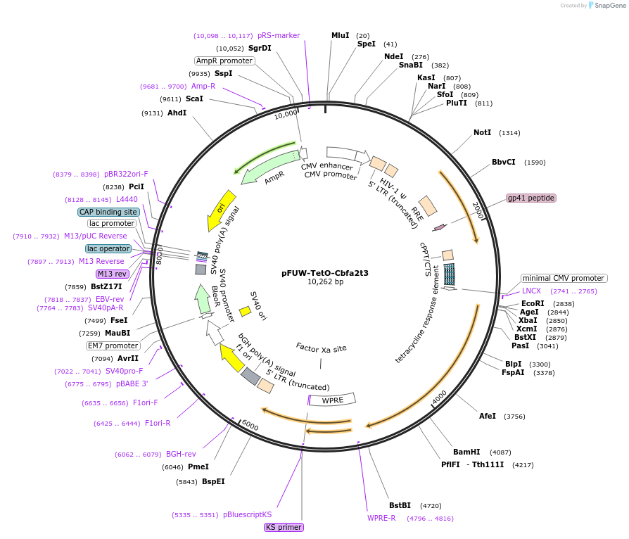 207206-plasmid-map-sequence-id-416301