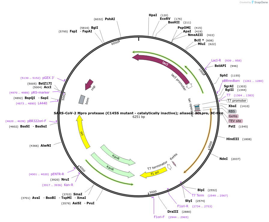 204769-plasmid-map-sequence-id-416320